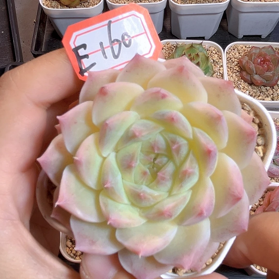 E160一物一拍 豆奶