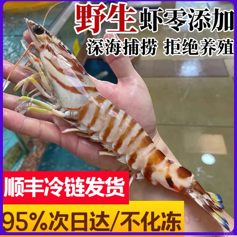 野生斑节虾 大九节虾花虾新鲜速冻竹节虾