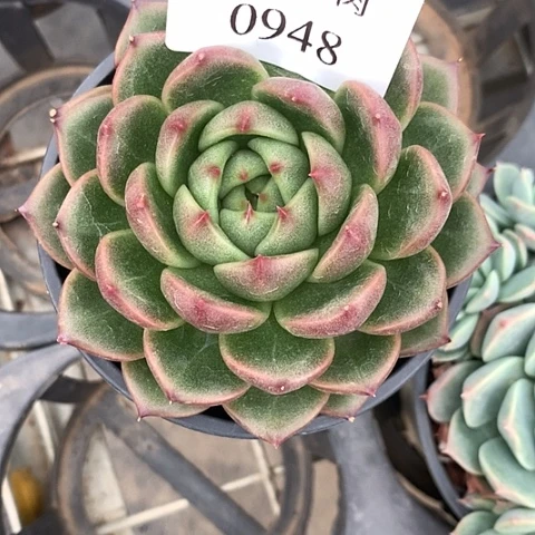 健***好0948一颗8888888858