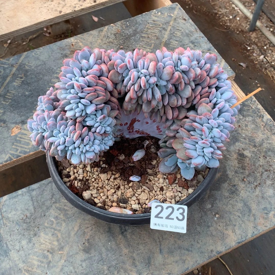 223粉兔缀化多肉植物