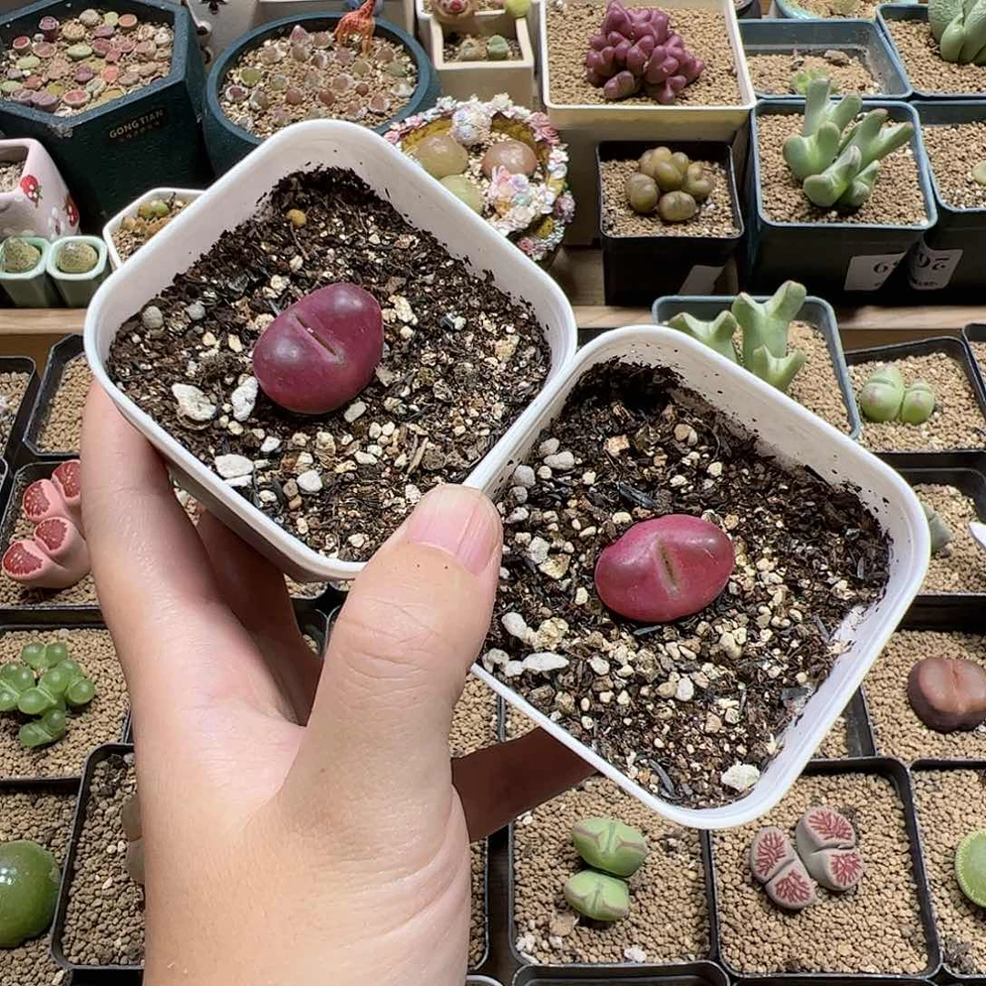 【闪购商品】379 带盆
