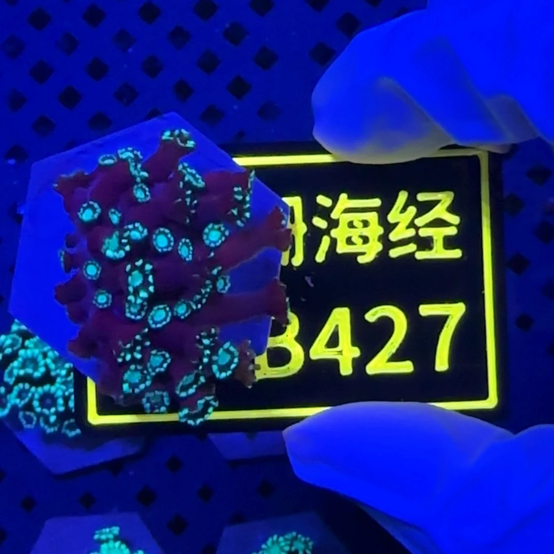纽扣珊瑚三**年又又不包邮大花茉莉B427