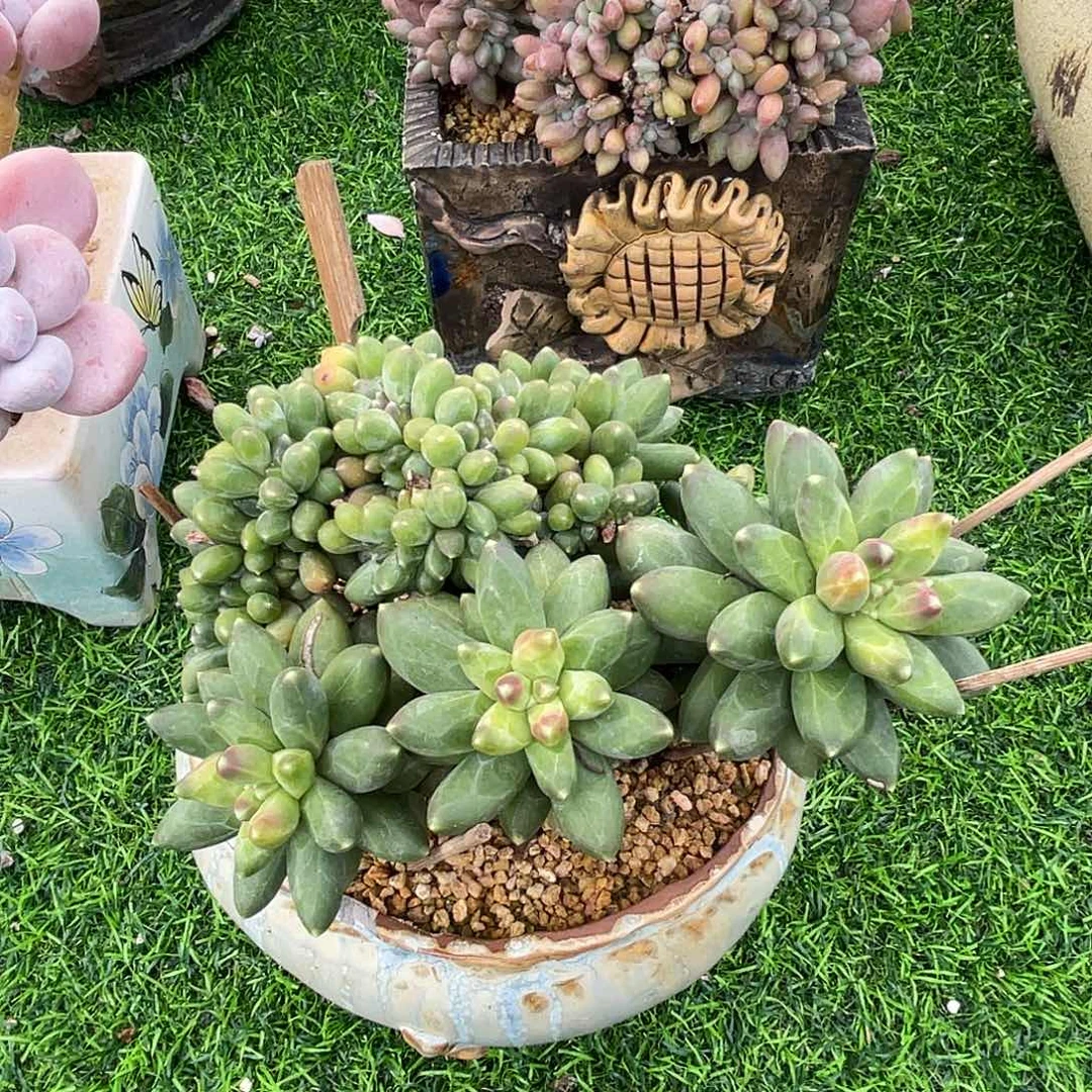 千代田缀化老桩多肉植物一物一拍