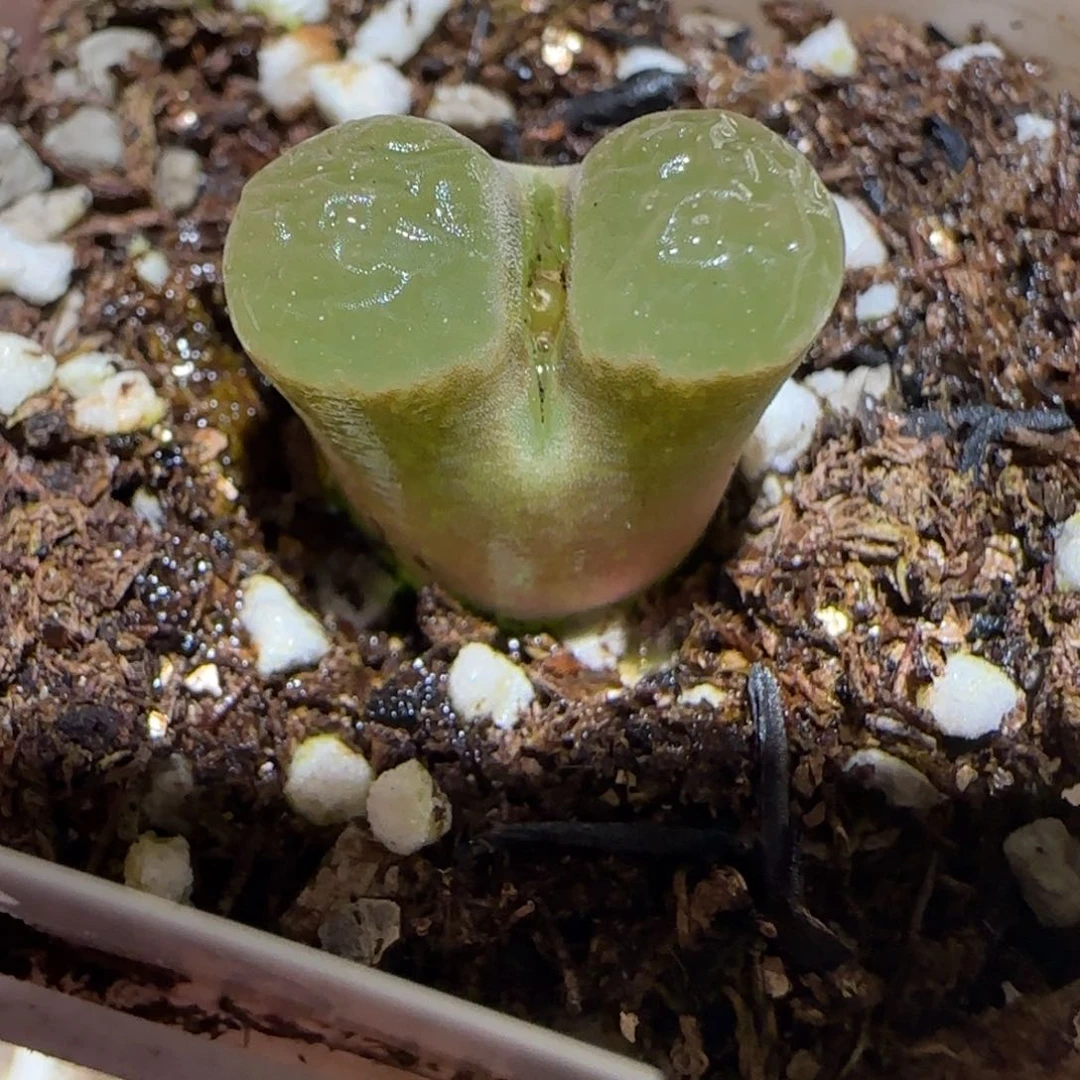 肉锥多肉植物百科-磁铁914