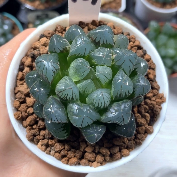 实生大玉露多肉植物