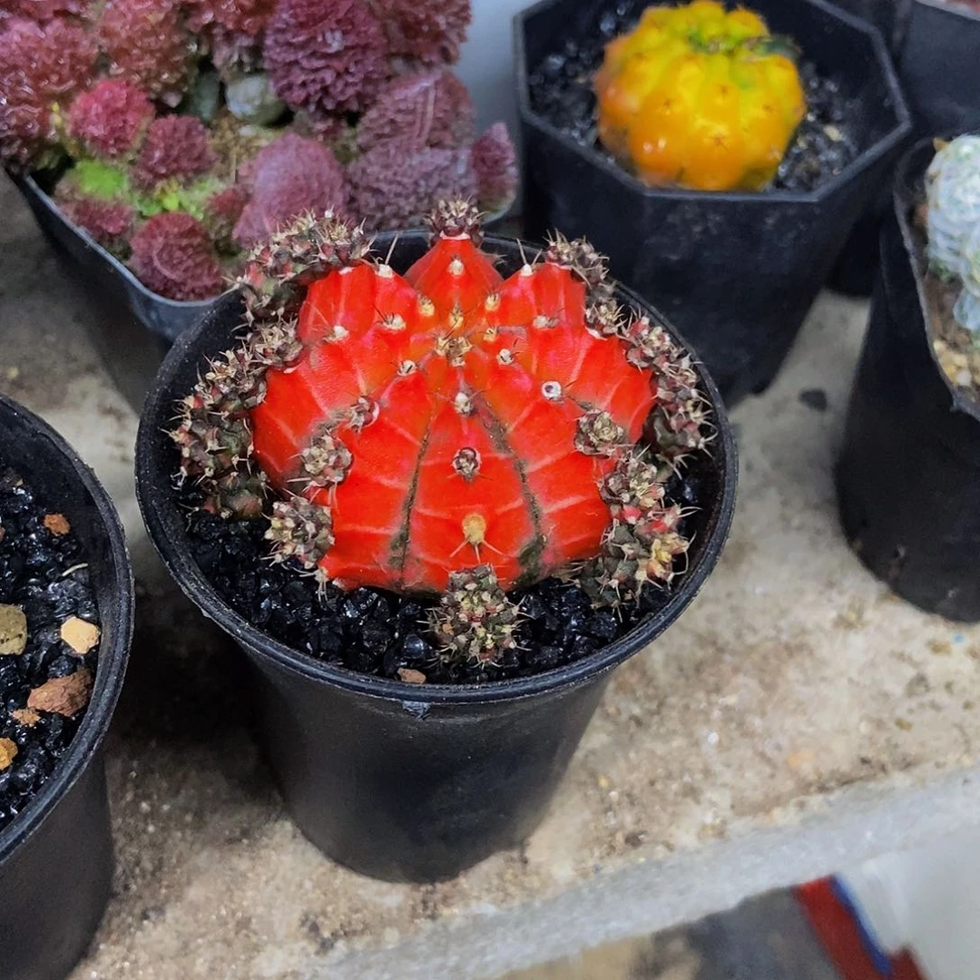 油画牡丹一物一拍