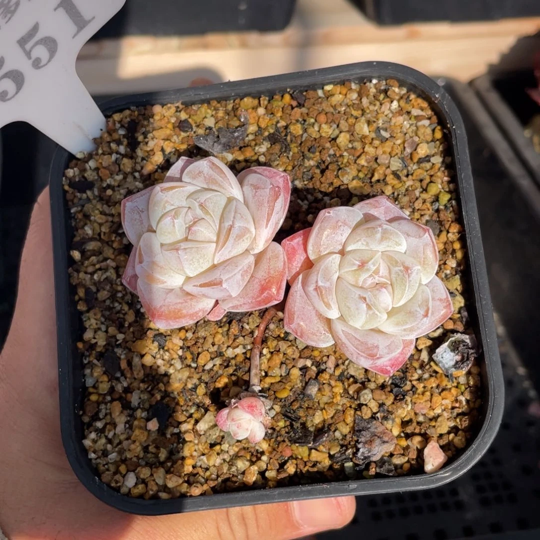 0551冰玉不带盆7厘米