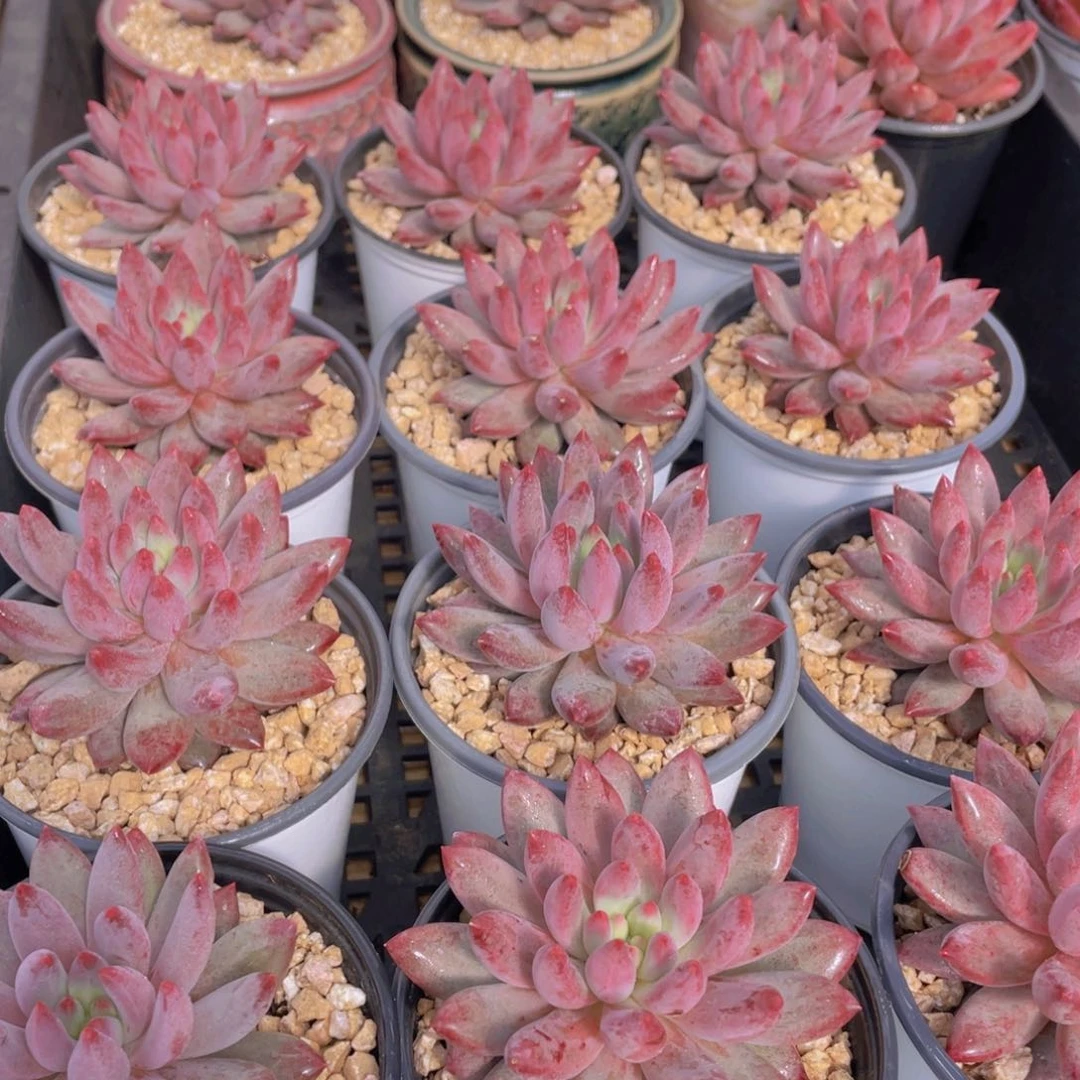 量拍28号 红虞美人单头一个带盆土