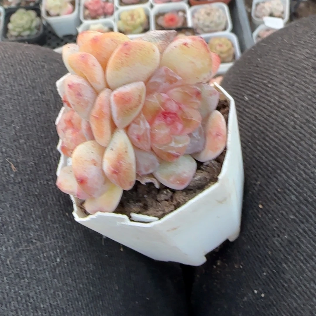 小卡拉米糖心一物一拍