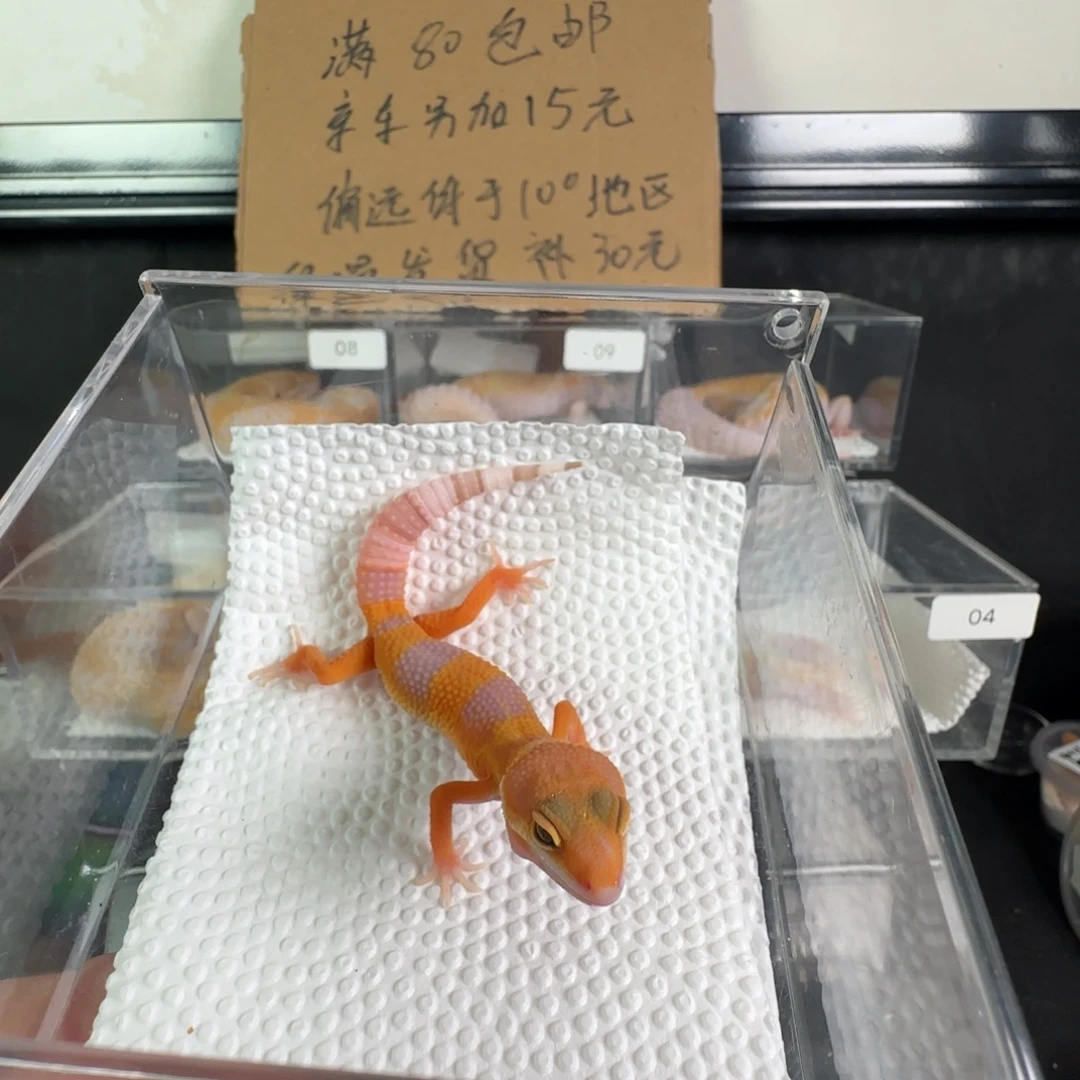 豹纹守宫雨水蜜橘妹妹