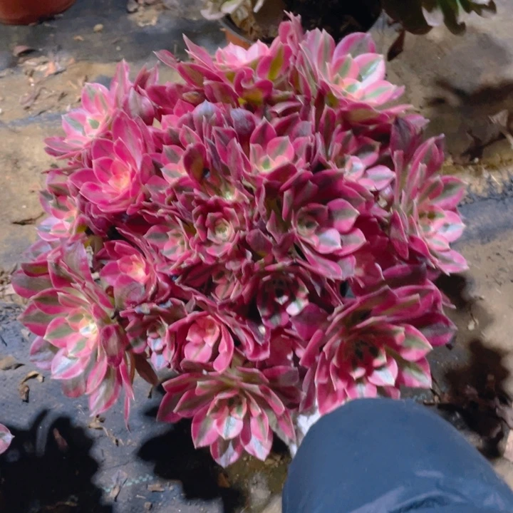 109女妖法师多肉断枝不售后