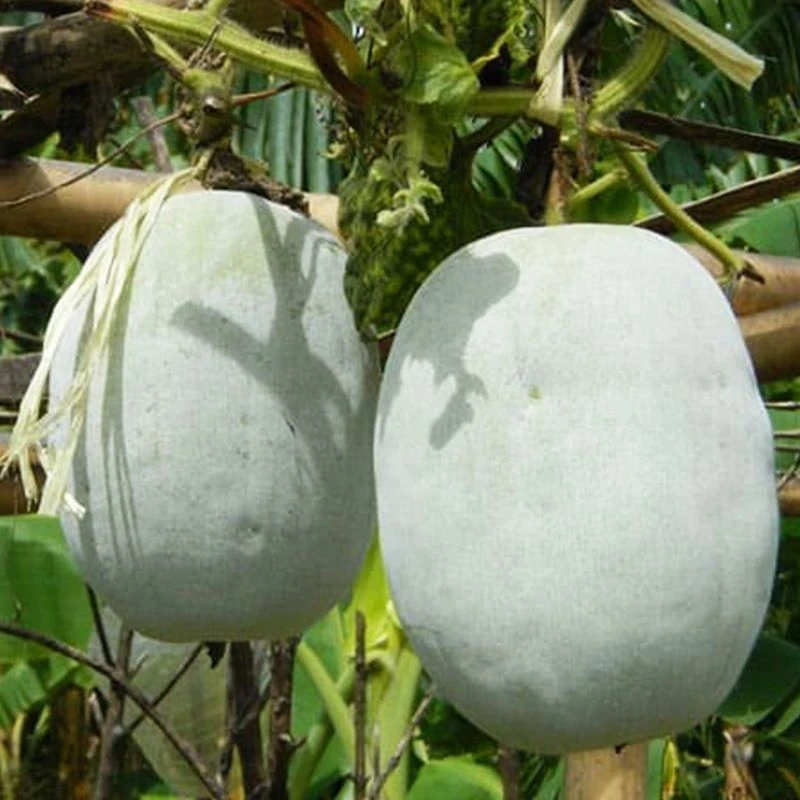 四季种植大粉皮冬瓜种子春秋高产蔬菜籽南北方种植白皮巨蔬菜种子