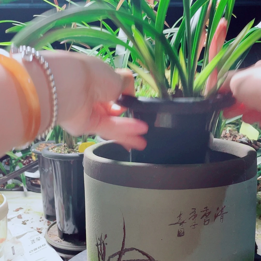 陽***完全开放一物一拍漂亮开花