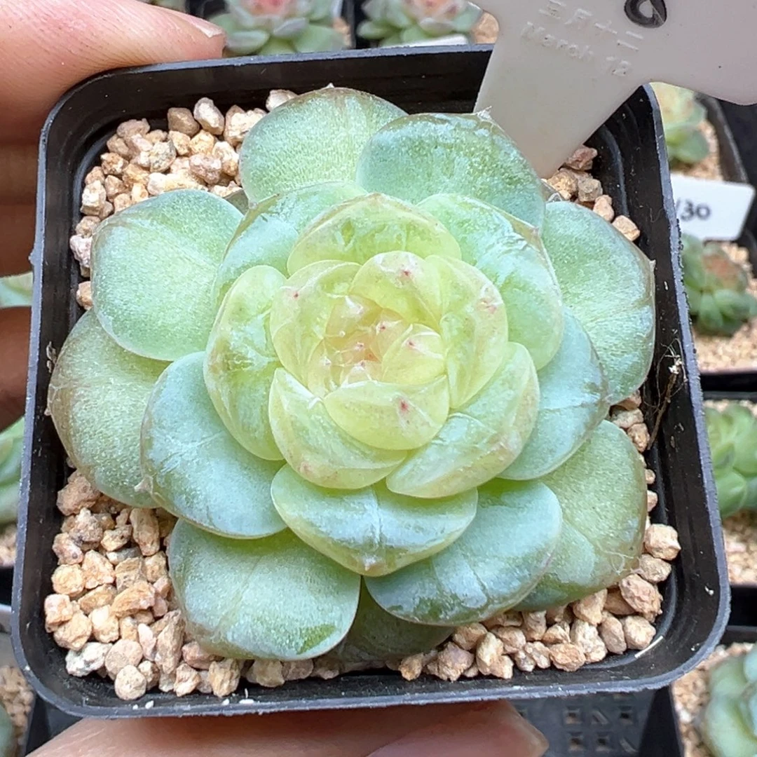 308号风花雪月系列星月