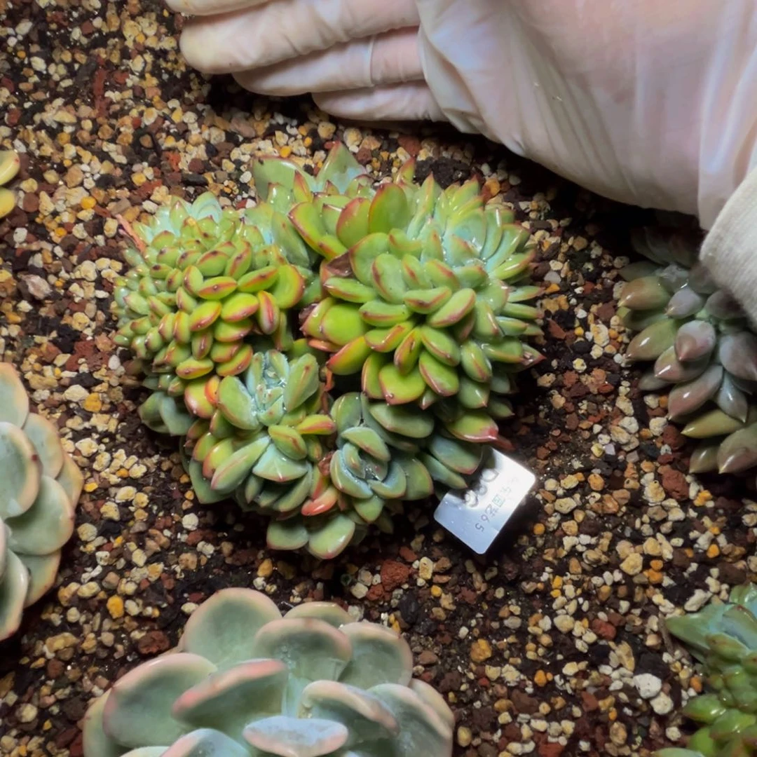 千**妖d d d d d d d s 80