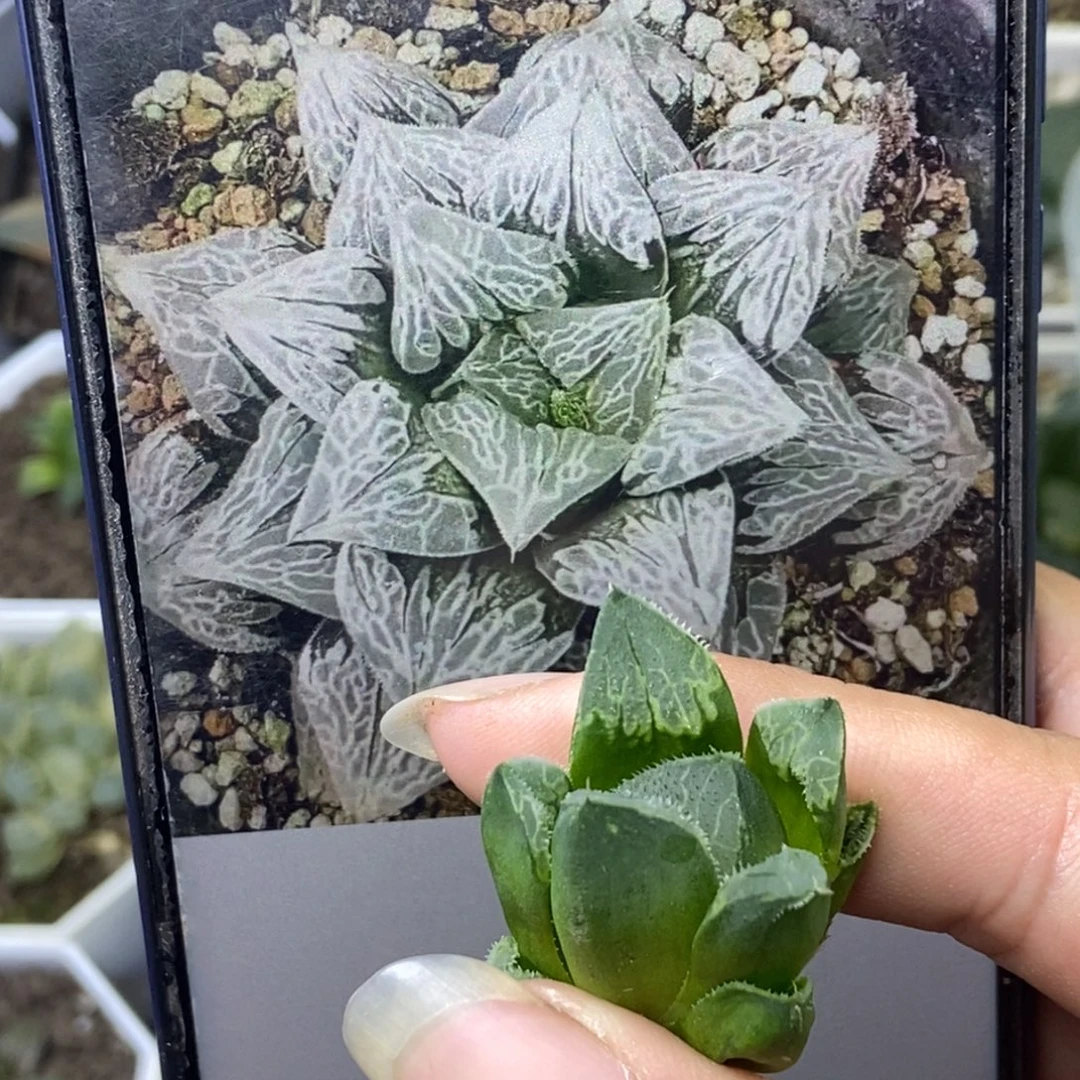 归海寿一物一拍的