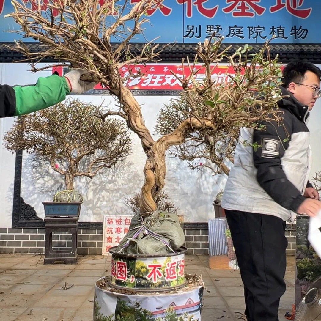 无花朵金银花5888588555555555