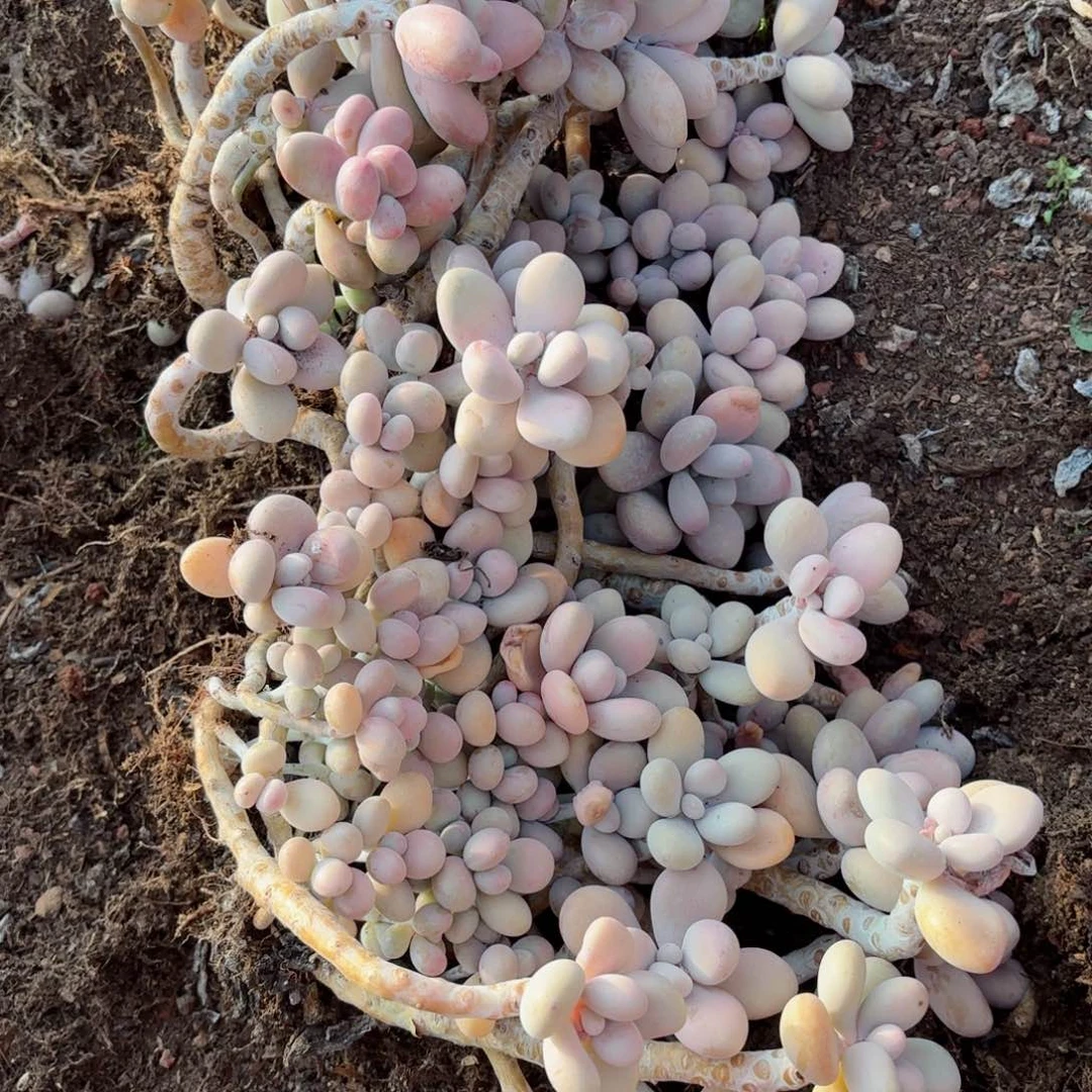 裴*桃蛋散装17-3。