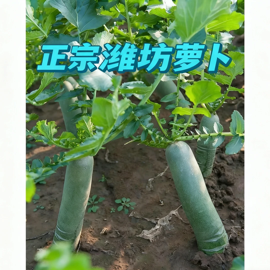 潍县萝卜新鲜现拔微辣脆甜爽口生吃（熟吃炖炒拌炸腌）好吃产地直发