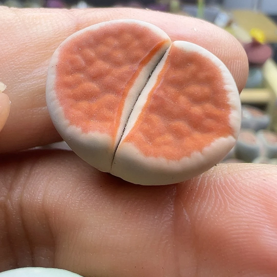 1521炸11111111111111111