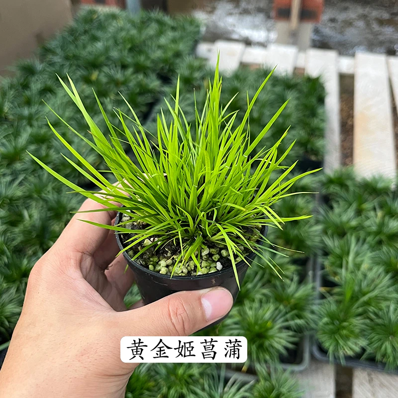 微型菖蒲黄金姬金钱虎须胧月雨林缸绿植造景水培迷你禅意小盆栽