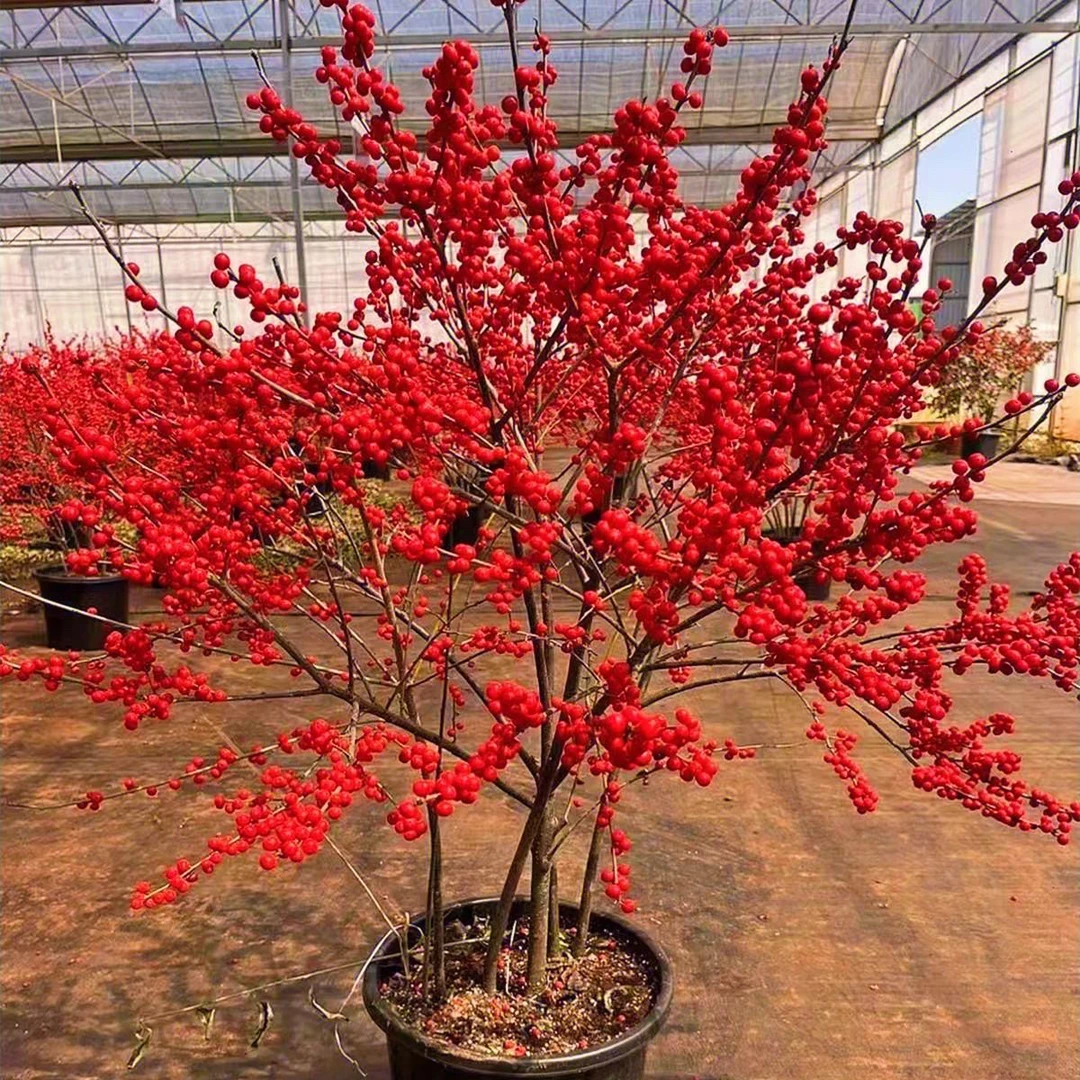 北美冬青树苗红色花卉相思豆春节圣诞鲜花盆栽地栽红果富贵籽发财