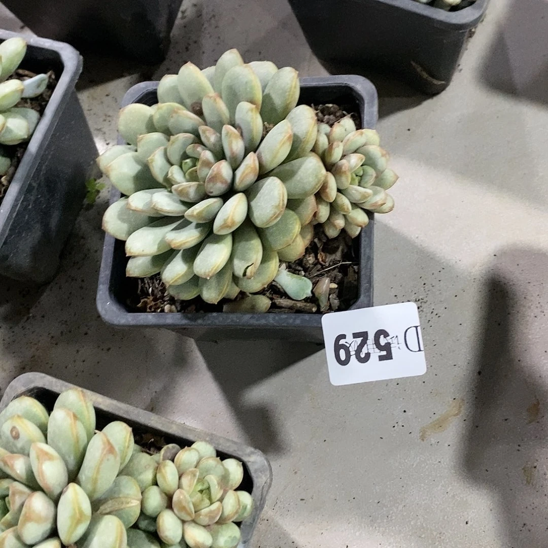 卢**丫529葡萄多肉植物