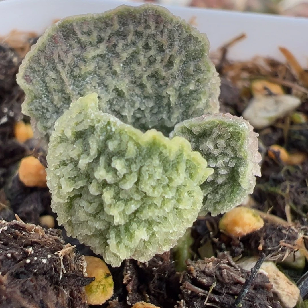 宽叶冰锥实生新品多肉植物