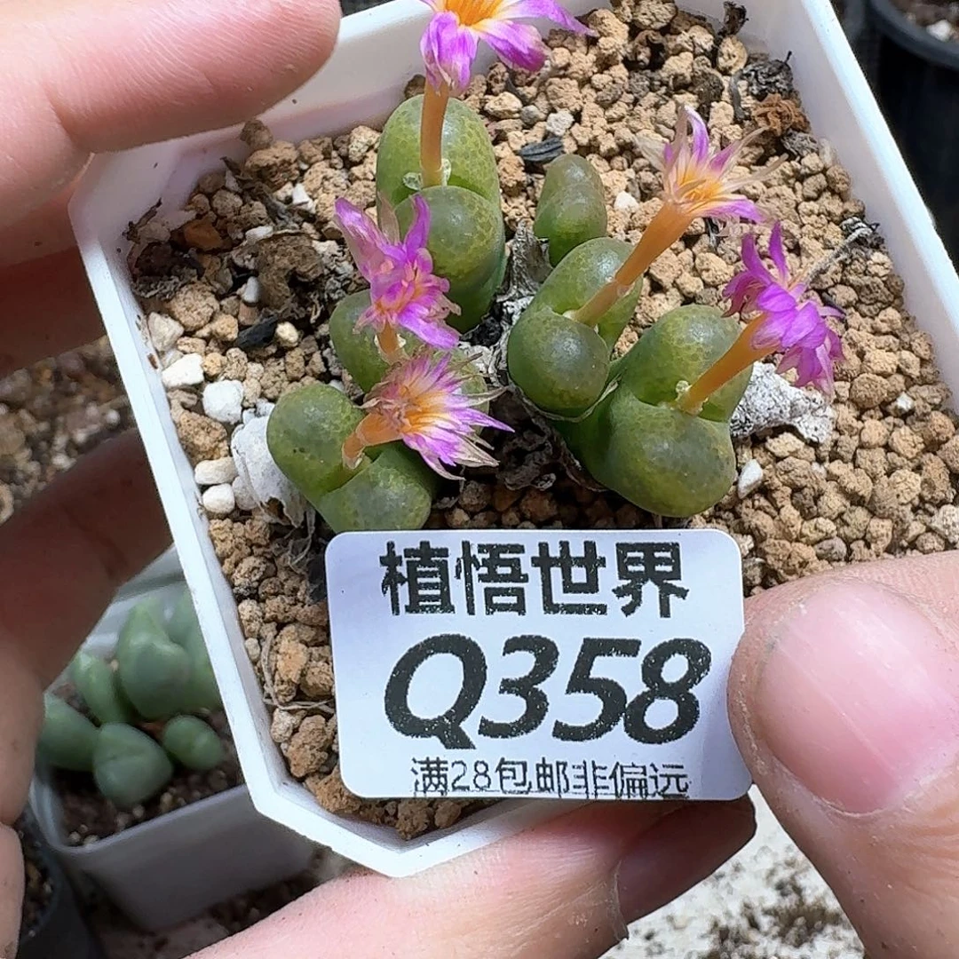 多肉我是润泽吃fb