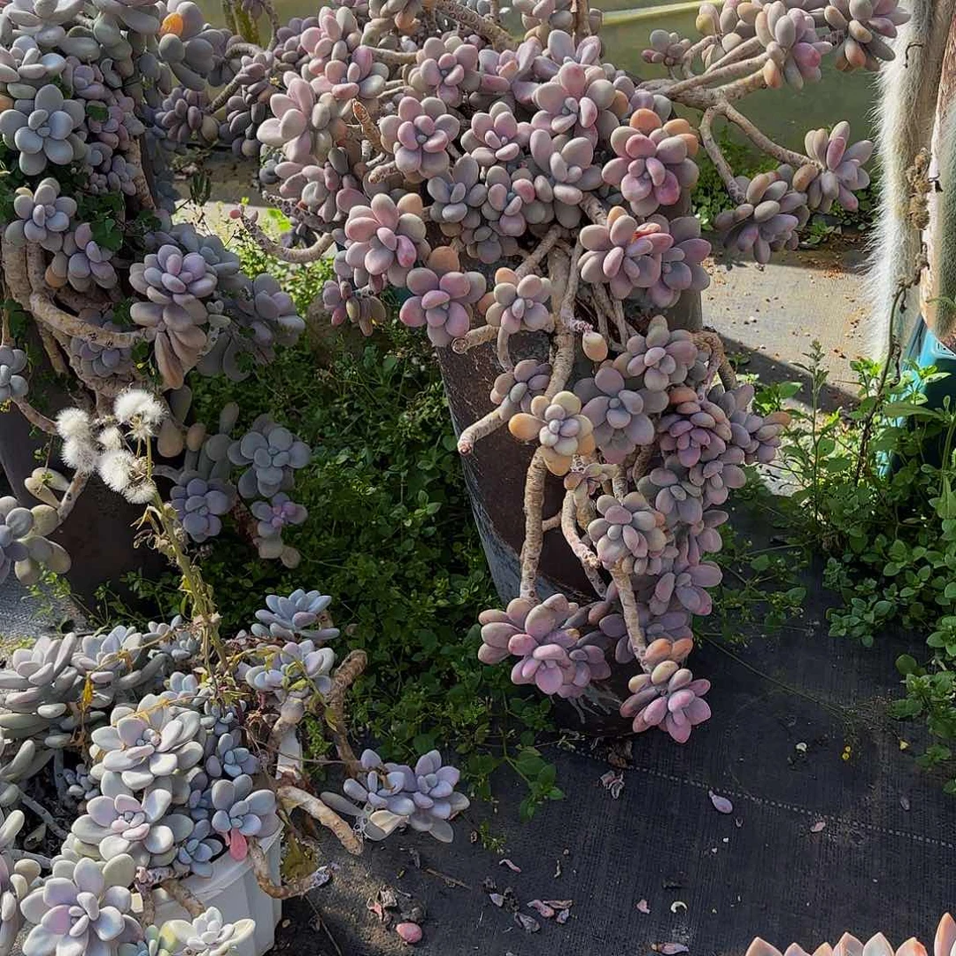 佳****育5号。     物流