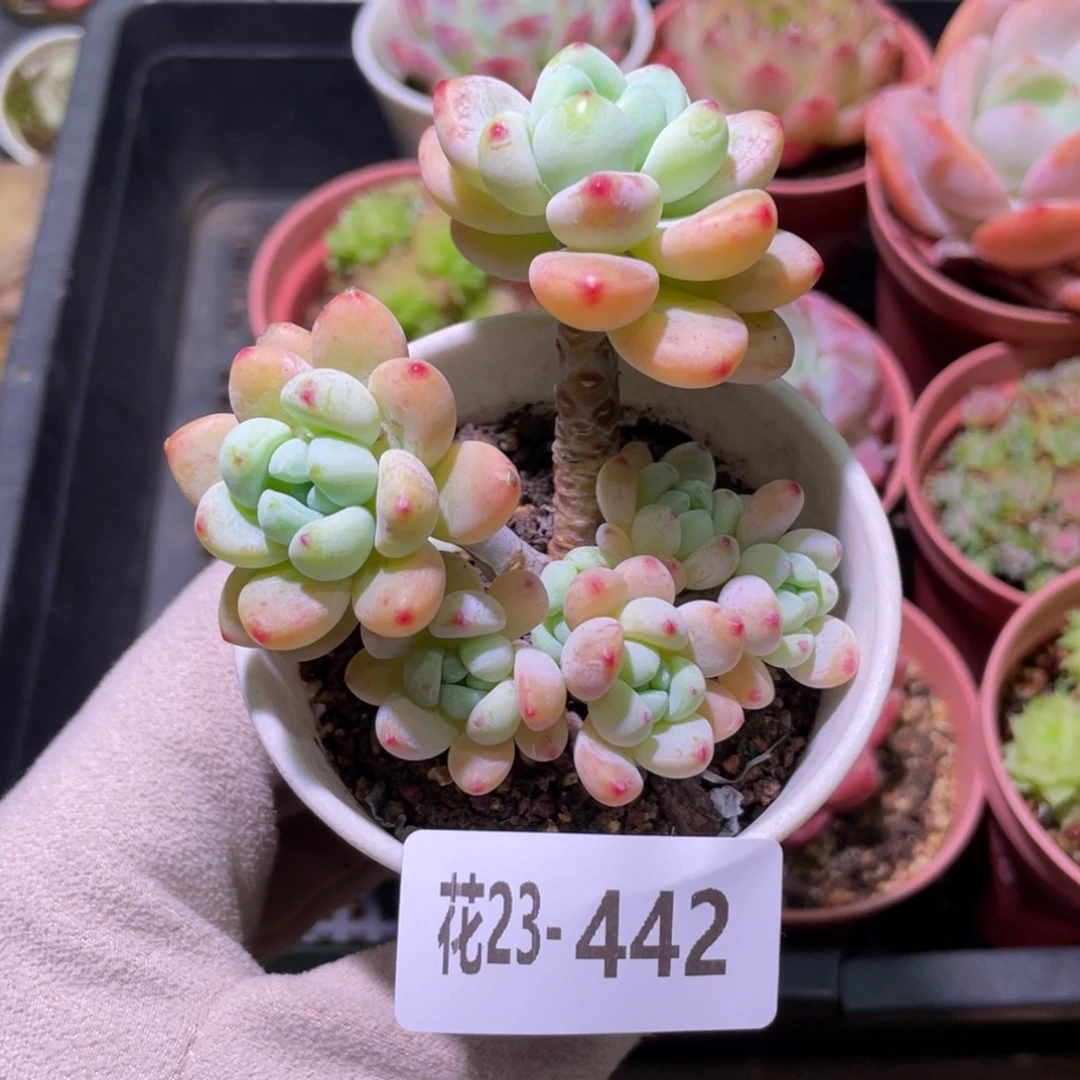 花利美23-442罗琦