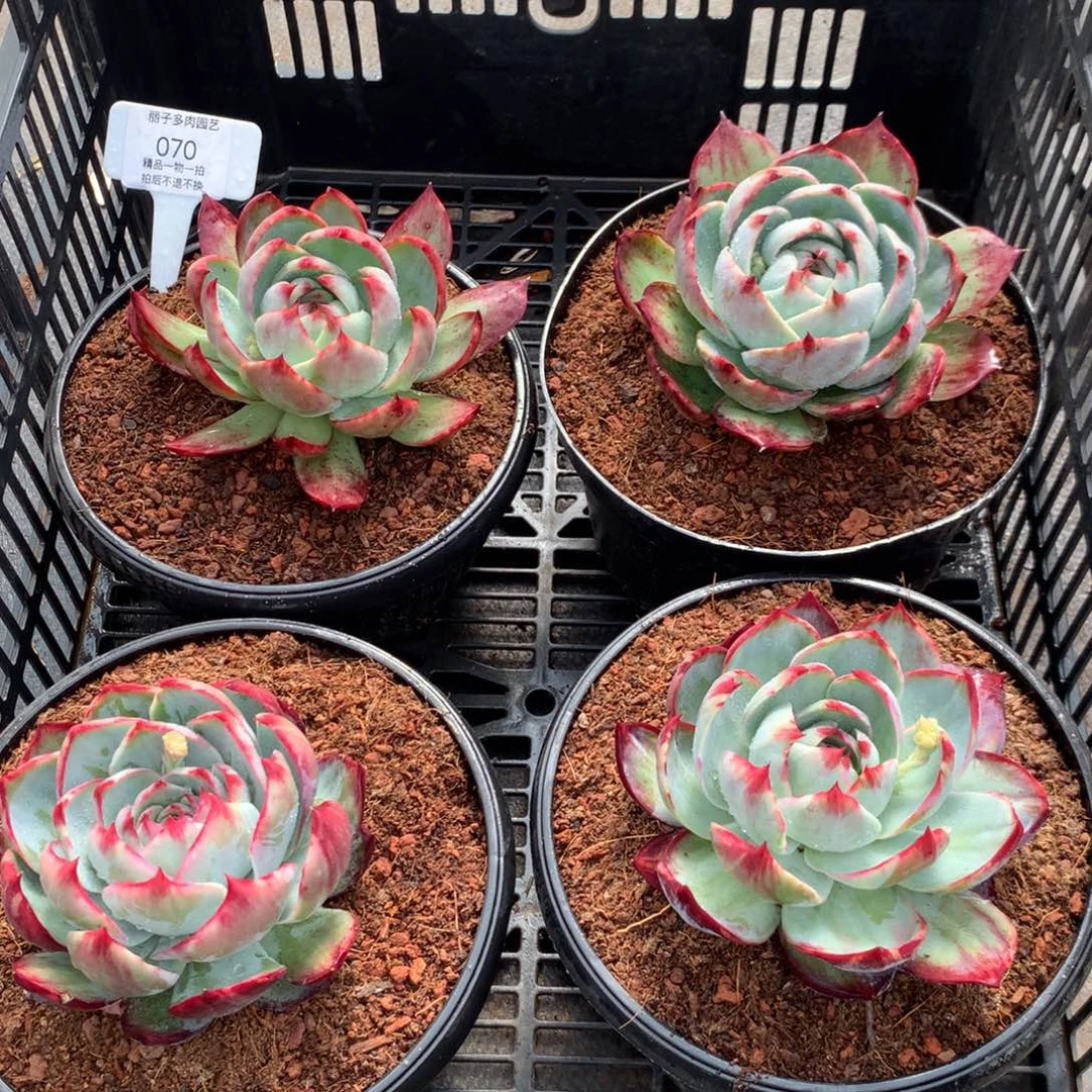 洲070惊鸿，一组4颗。尺寸12。多肉植物