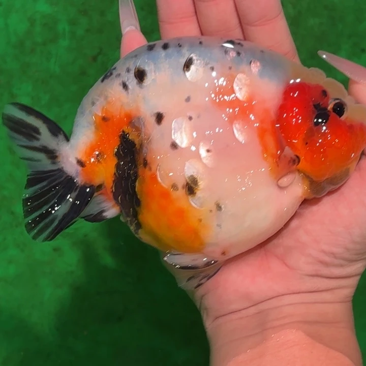 海水鱼金鱼活体兰寿淡水观赏鱼