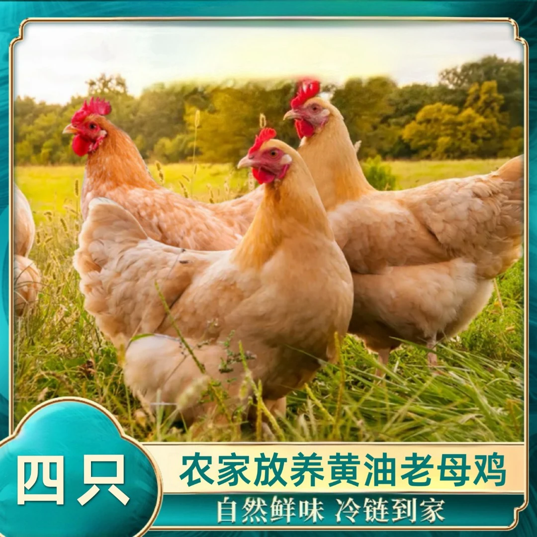 【润杰】 农家放养黄油老母鸡 4只净重10-11斤试吃一只