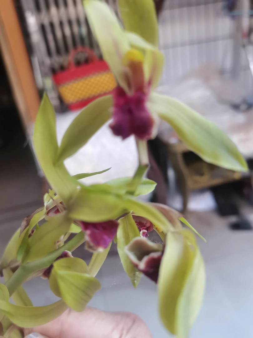 [富顺兰园]自家兰园纯自然养植惠兰