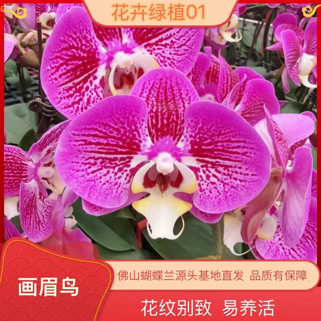 【金钱豹01】精美蝴蝶兰室内花卉