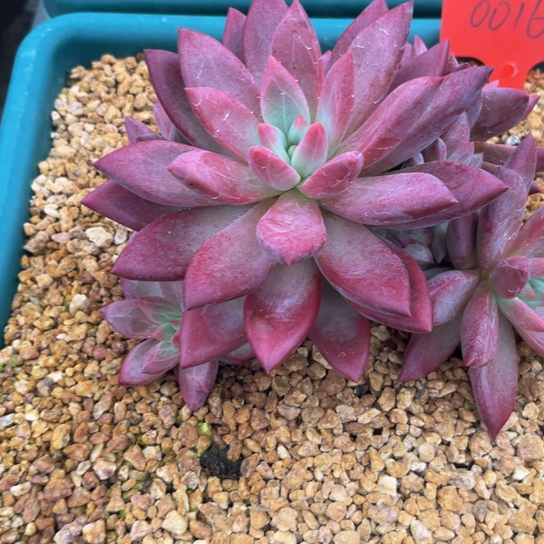0016下午多肉植物群生