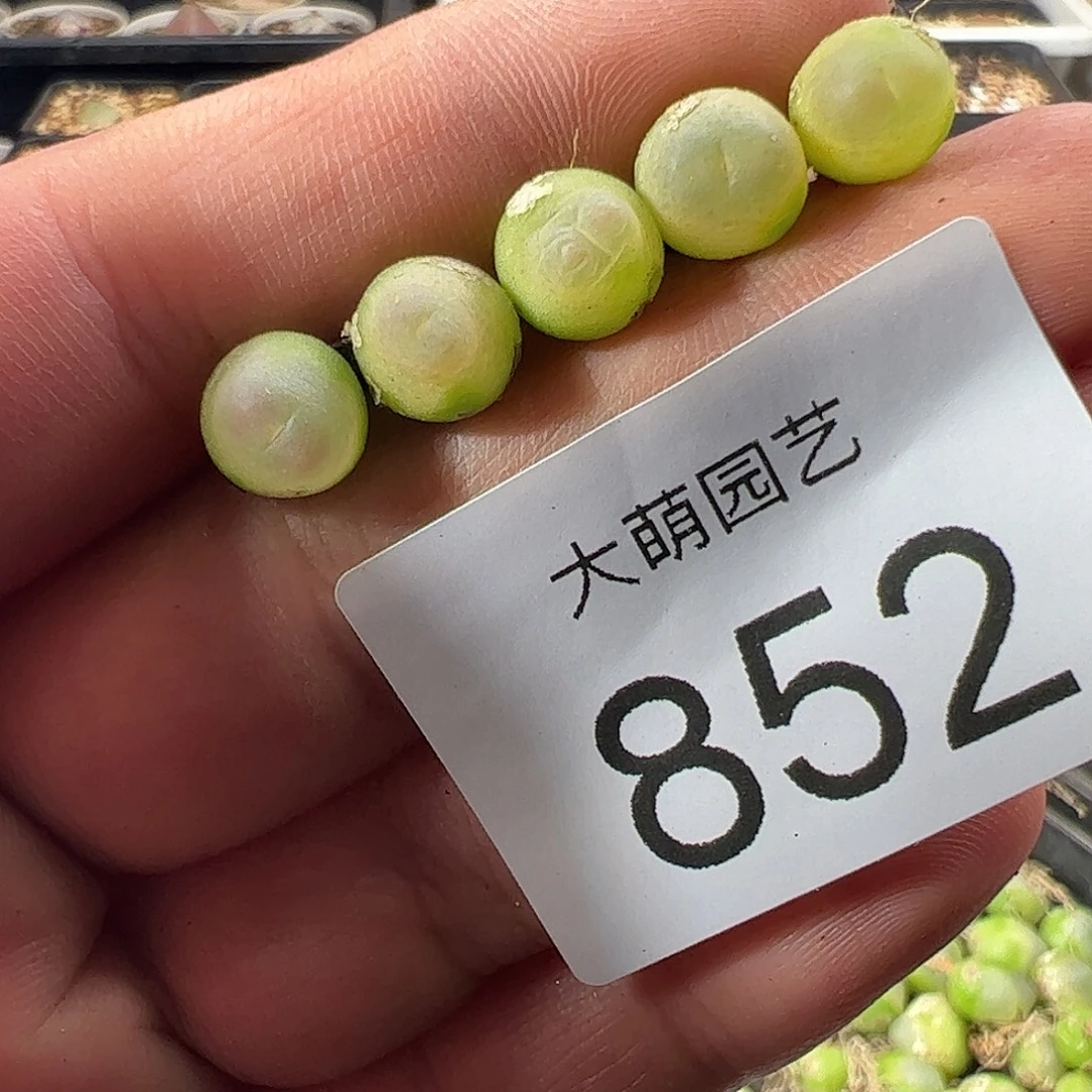 一物一拍。        852