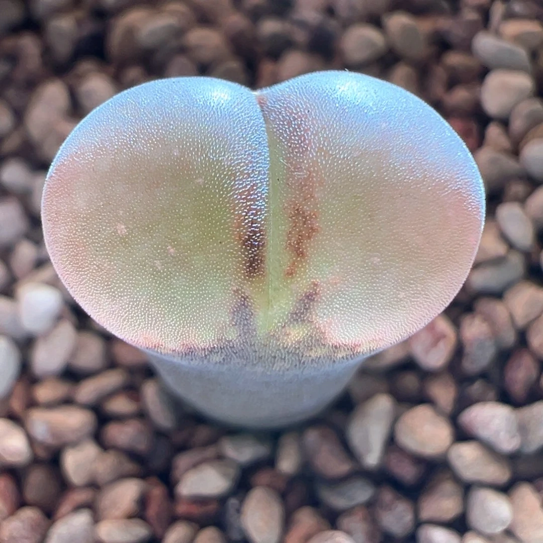 A132.  优选兔兔两年c10.  九折福利。买三送一。