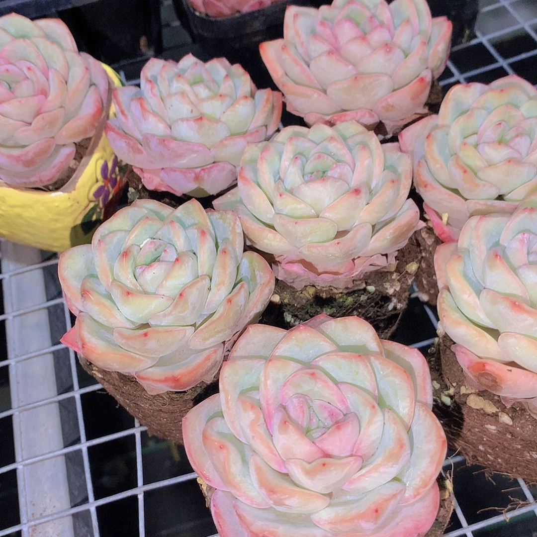 两颗泡芙2457889990000