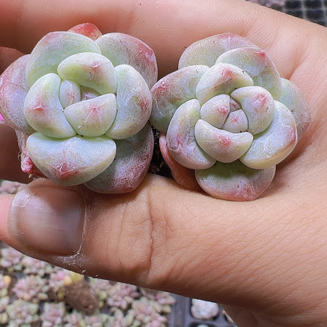 丸子冰玉5个19包邮多肉植物
