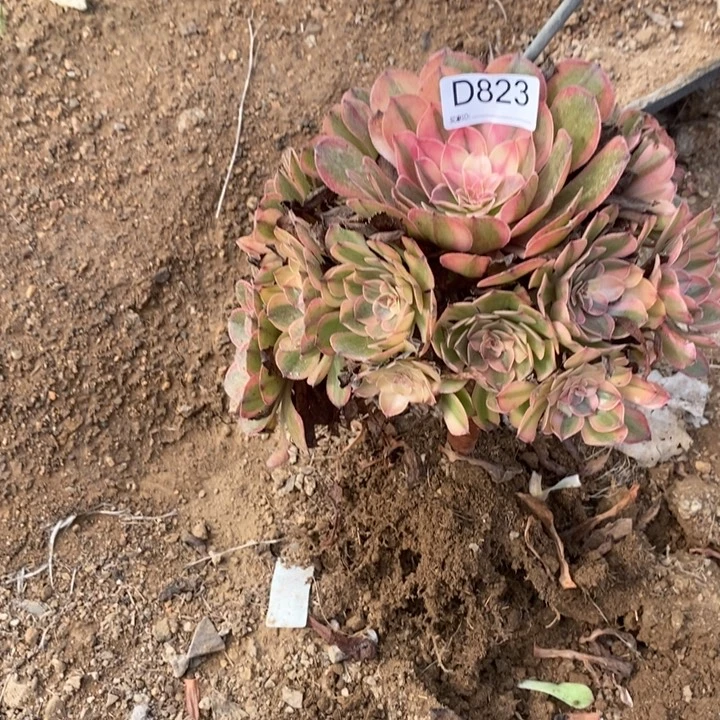823万七彩多肉植物
