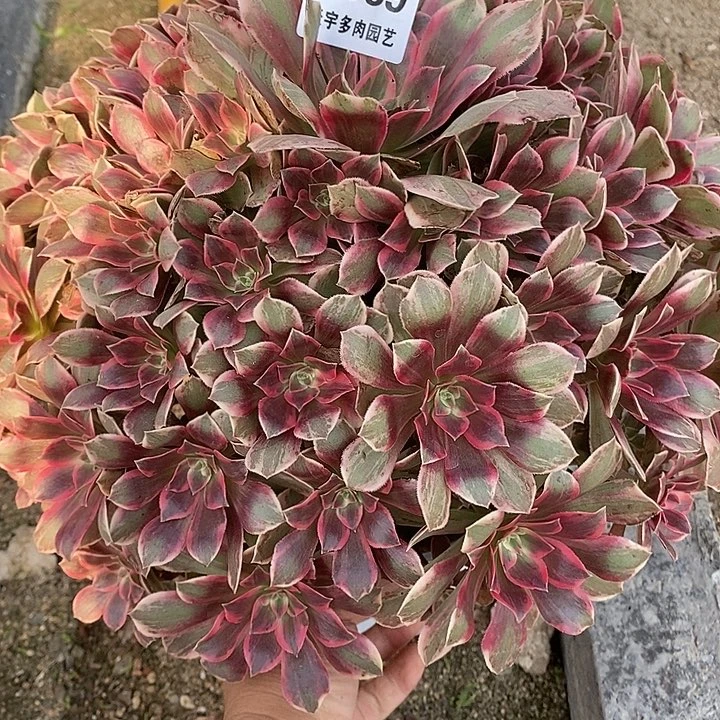 多肉植物幻莎569多肉