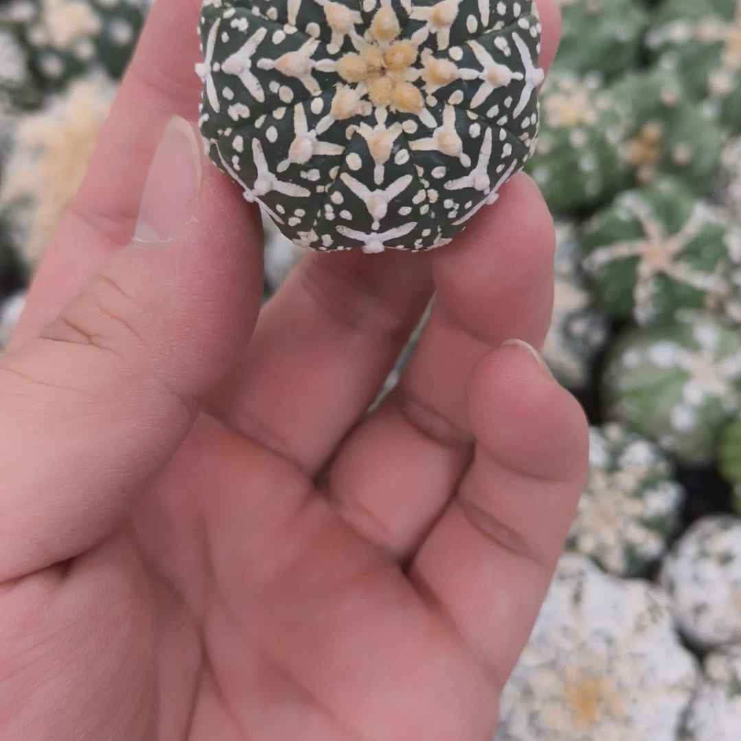 连线满V小柱子V兜兜