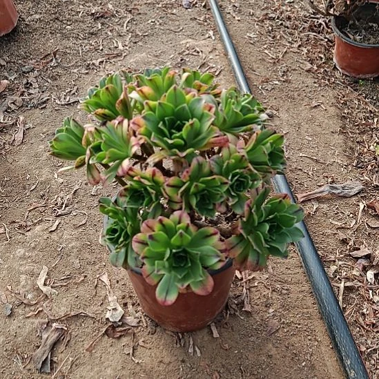 碧火法师加急发货13