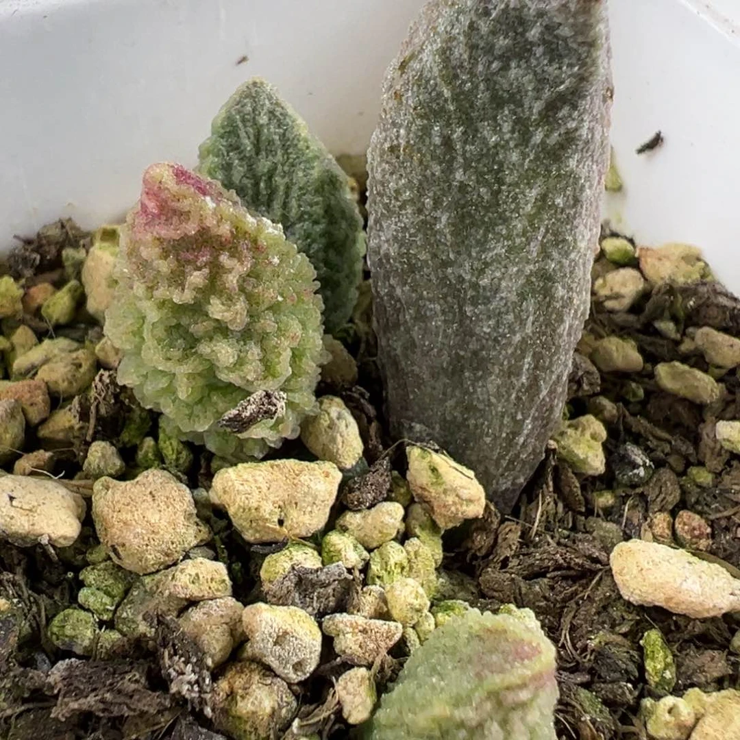 苍龙大苗粗狂纹路款多肉植物水泡