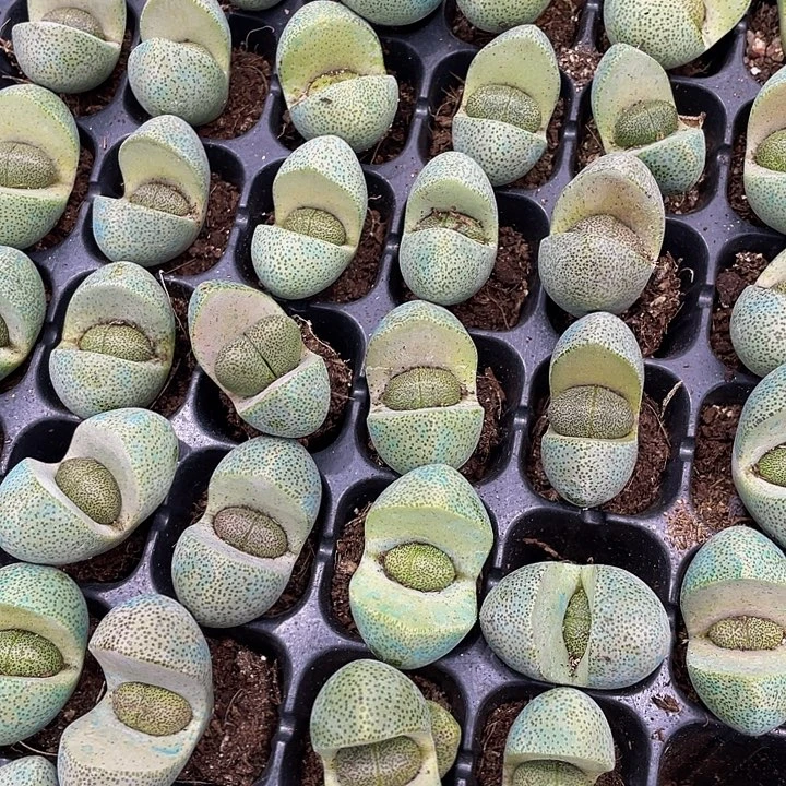 小元宝1元带土发货