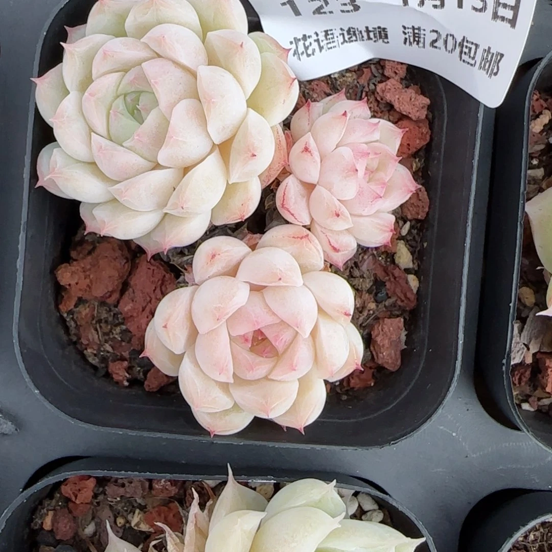 花语逸境0113-123