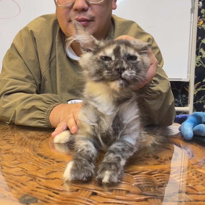 烟灰玳瑁妹妹一只