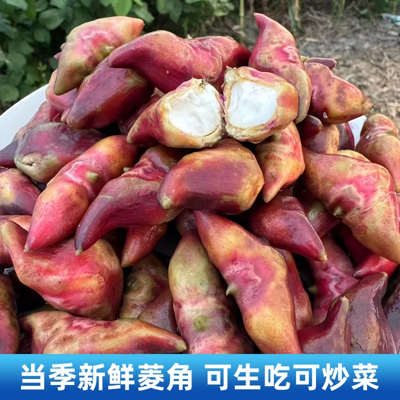 苏北洪湖特产新鲜菱角现时带壳生生吃现摘蒸煮炒菜红皮现发棱角